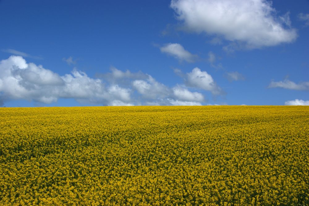 First new large-scale rapeseed plant to be built since 1980s responds to increasing demand for UK-sourced food ingredients (Photo: Martin Abegglen)