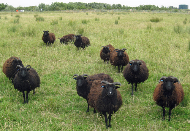 Hebridean sheep were attacked (Stock photo)