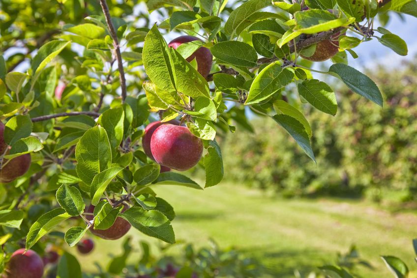 The UK cider sector is one that plays an important role in the rural economy