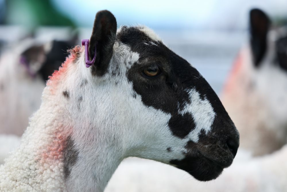 British farmers would need some protection from cheap imports, the NSA said