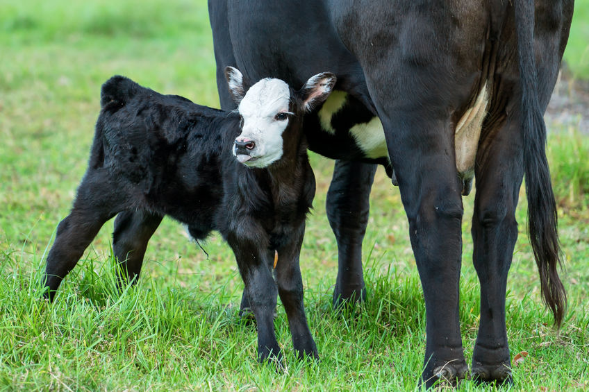 It's believed the cows were being protective of their calves (Stock photo)