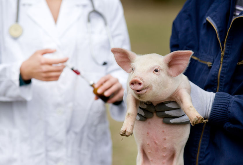 The virus therapy could stop superbugs on farms