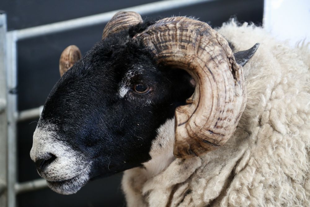 The global market for wool had been challenging over the last 12 months