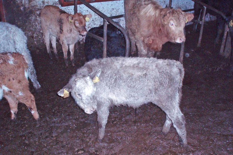 Some animals had to be euthanized to end their suffering (Photo: DAERA)