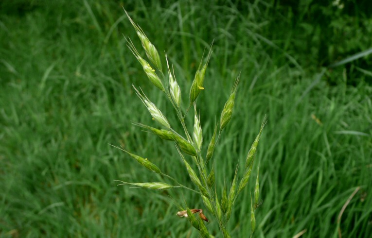 There are five species of brome grasses that grow as arable weeds in the UK, belonging to two different groups