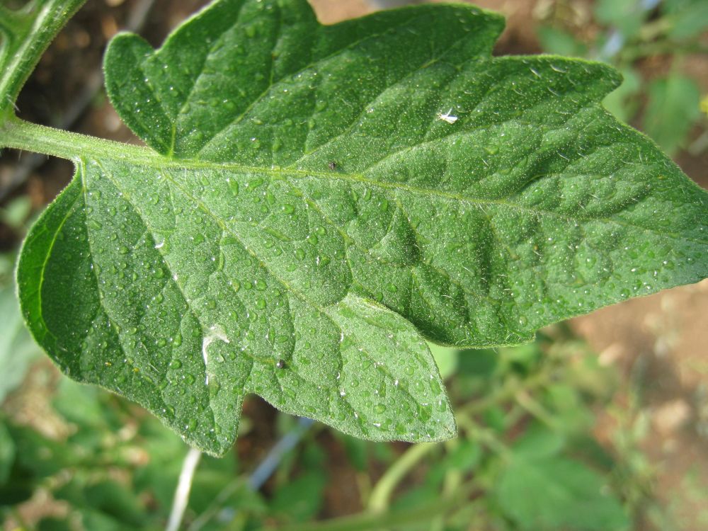 AHDB is hoping to improve knowledge of biopesticides to improve grower efficacy (Photo: Application of botanical biopesticide for whitefly control on tomato)