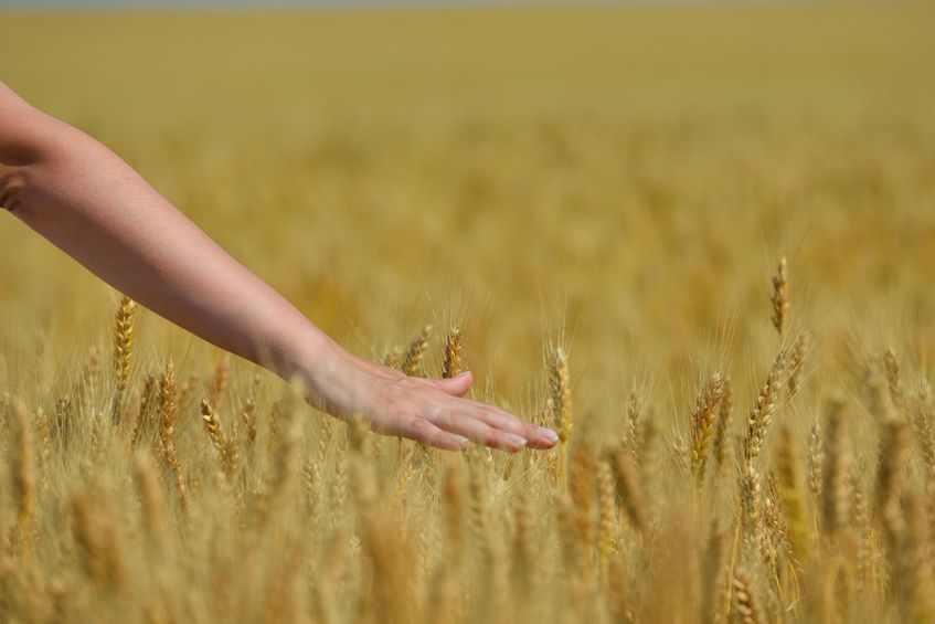 Theresa May confessed she used to run through fields of wheat as a child. Now her opponents are wanting to do the same