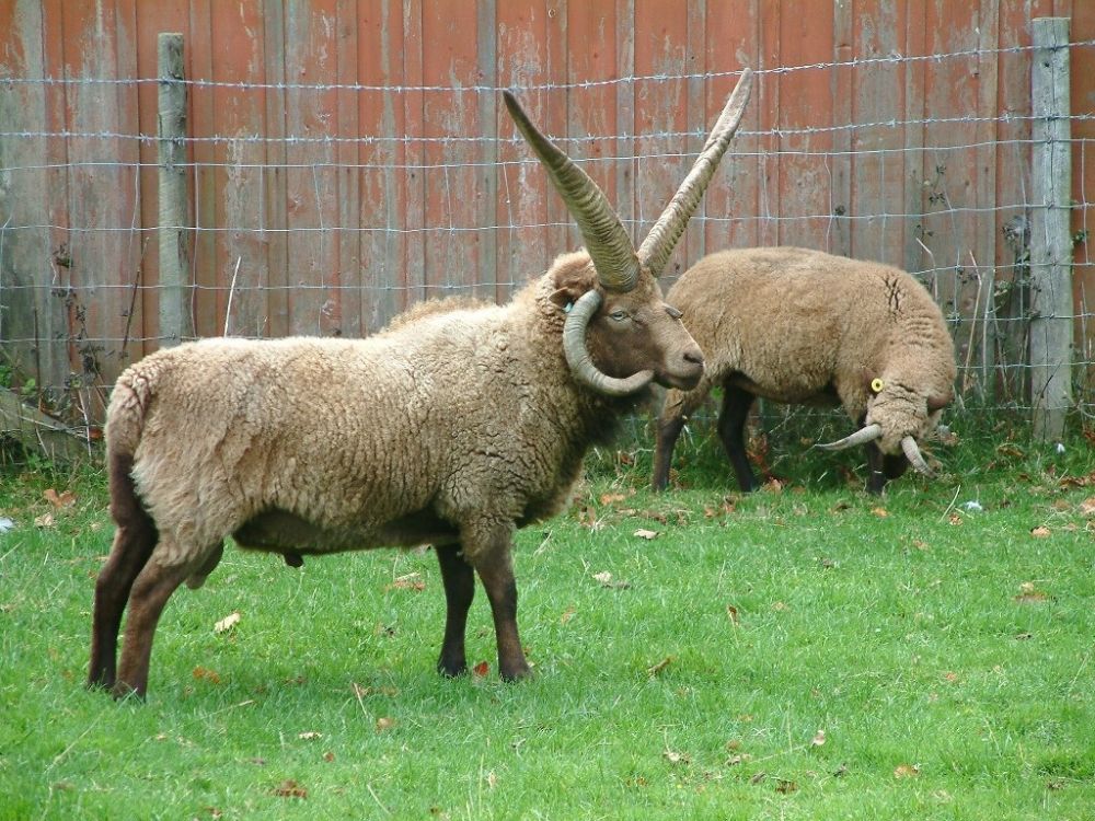 The Rare Breeds Survival Trust has characterized the Loaghtan as 'at risk'