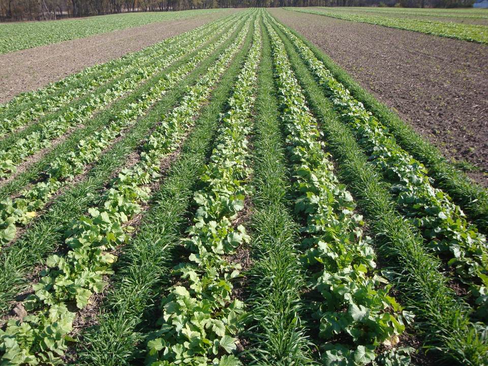 Online auction or cost of cover crops goes live in June