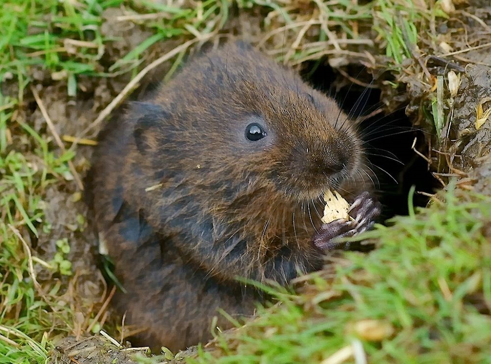 Northumberland Wildlife Trust said the project will reintroduce an 'iconic British species'