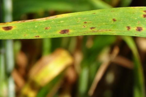 Growers are being warned that signs of fungicide resistance to ramularia have been seen