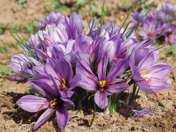 Saffron is a spice derived from the flower of Crocus sativus