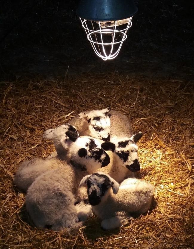 The winner was Lola Bellouere from Manchester, who submitted a photograph of her first born lambs at spring
