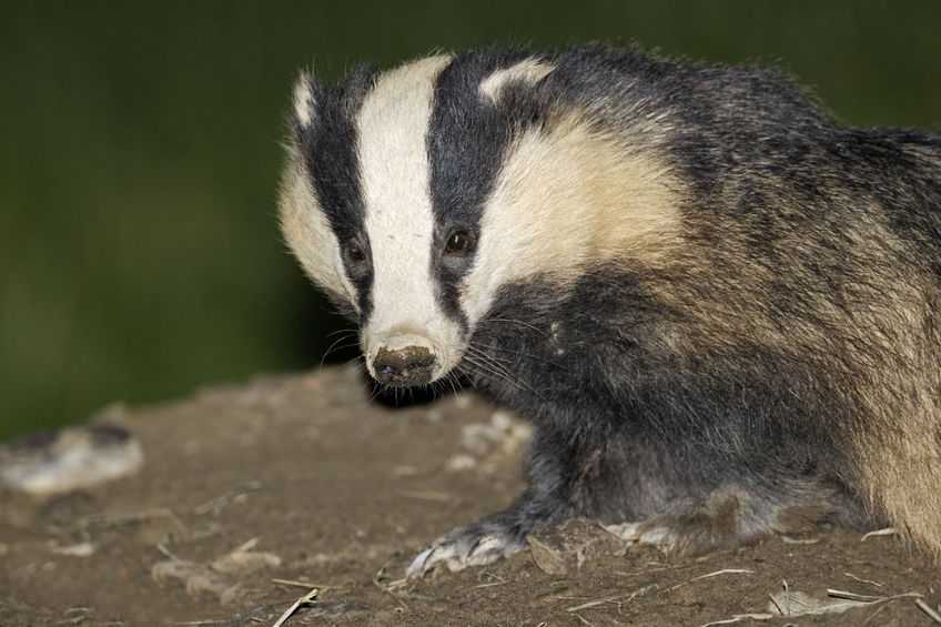 The government said it will greatly add to the department's knowledge base on badgers and specifically TB in badgers