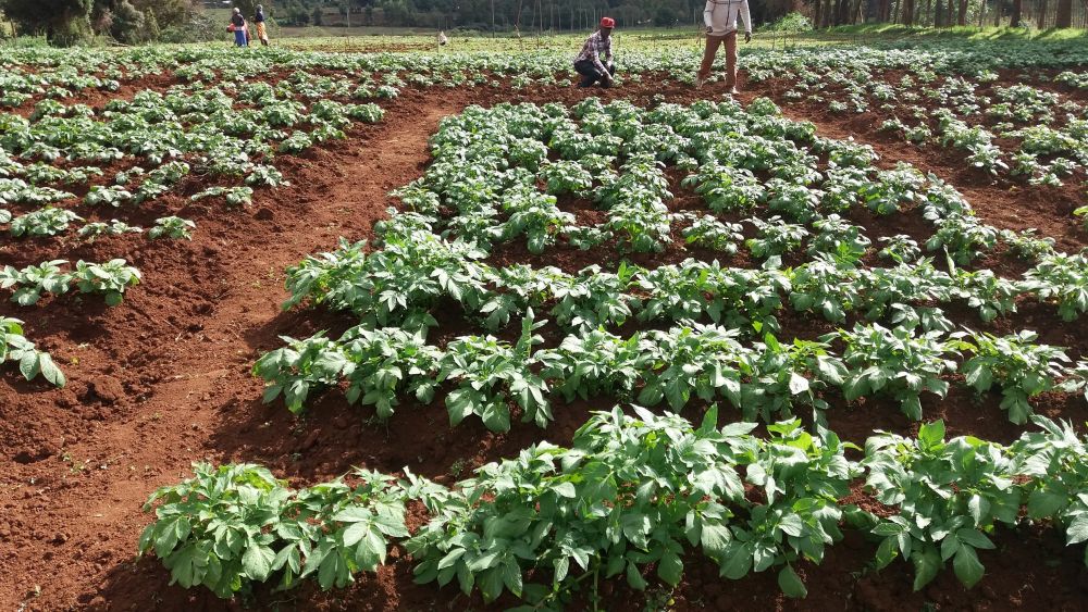 Potatoes are the second most important food crop in Kenya after maize, the UK is seizing upon this for export opportunities