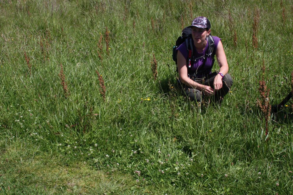 EU LIFE+ 'Waders for Real' project has seen increases in these endangered birds