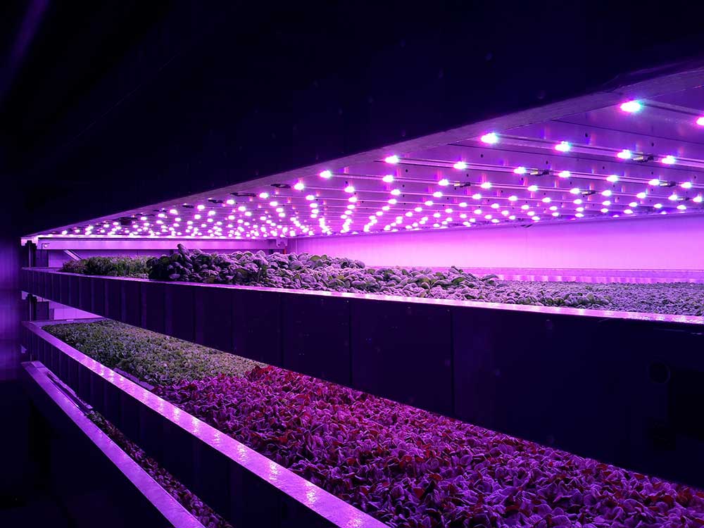 Scotland’s first vertical indoor farm to be operational by Autumn 2017