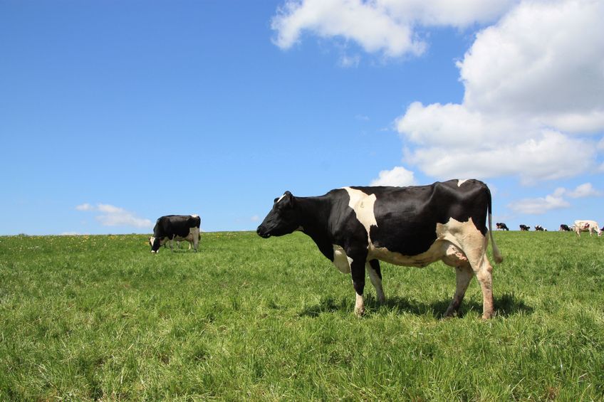 Dairy farmers can qualify for a payment of £1800 per business
