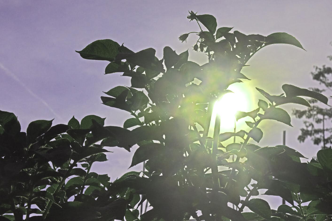The recent heatwave could put crops under stress