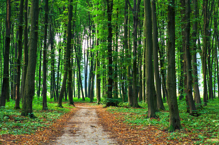 Farmers shared how trees have helped their business at the Agroforestry conference