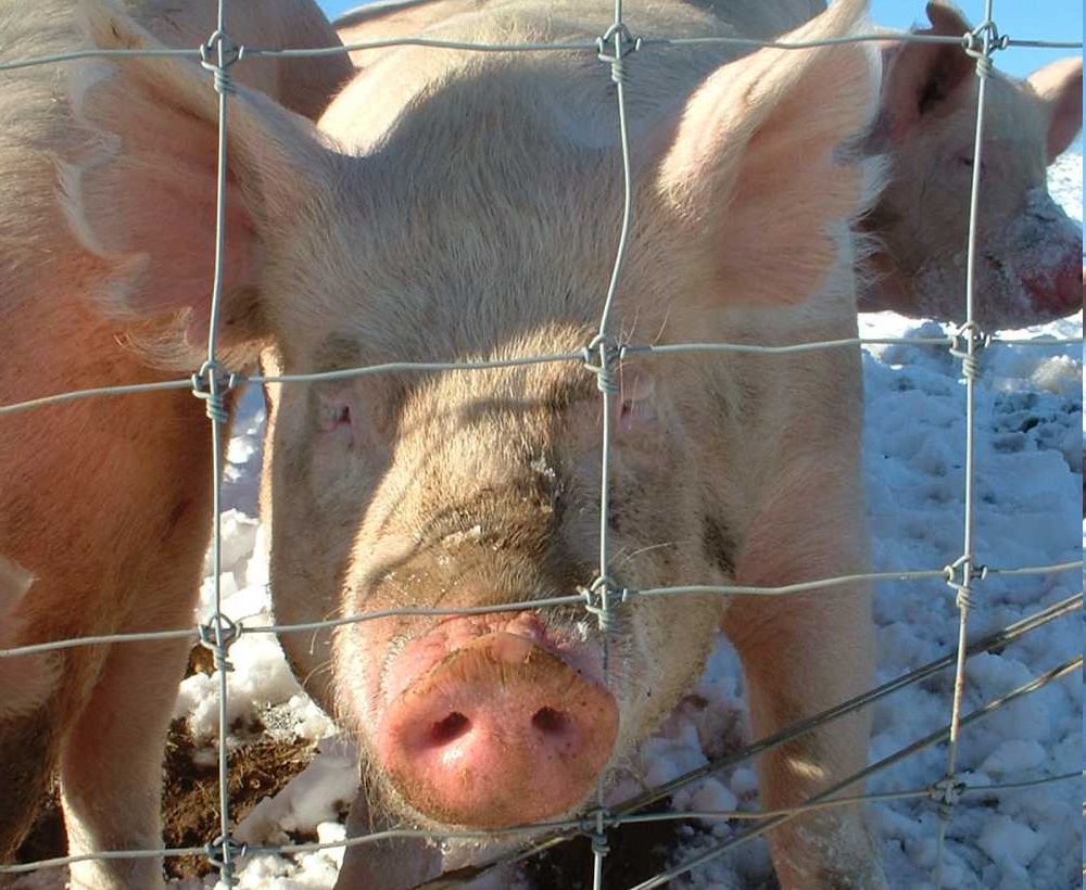 Zinc Oxide is used to prevent diarrhoea in pigs (Photo: George Chriss)