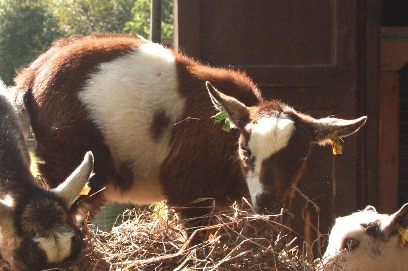 'Gertie', the young female pygmy goat, was taken by two men (Photo: Surrey Police)