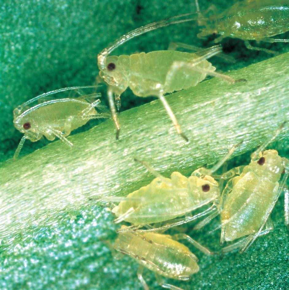 Aphid numbers have soared this season due to favourable conditions with the situation particularly concerning for seed growers in the north of England and Scotland