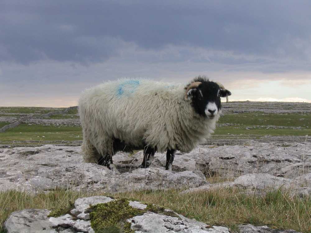 National Park seeks to shape post-Brexit farming policy