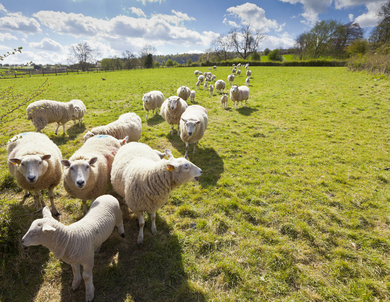 Rustlers stole the sheep sometime last week (Stock photo)