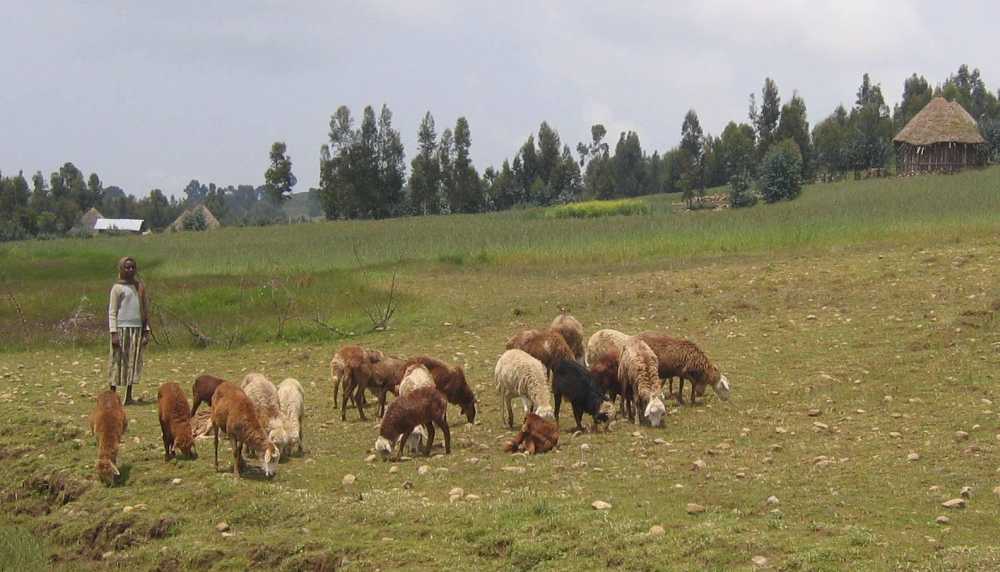 Local plants are being used to fight damaging livestock infections such as worms