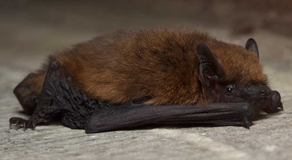 Farmers will learn about bats on farmland thanks to funding