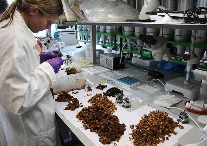 Scientist processing hives and bumblebee numbers in a laboratory (Photo: Centre for Ecology & Hydrology)