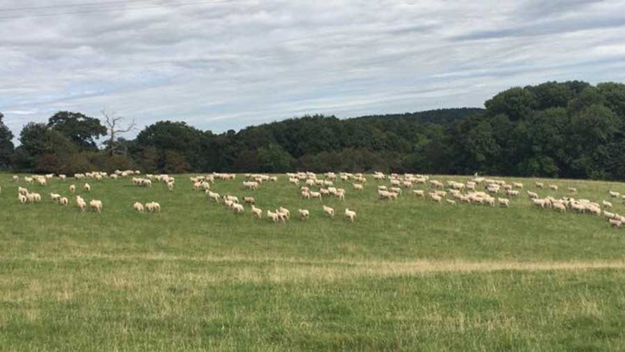 Lorna Sidebottom's Facebook photo of her sheep