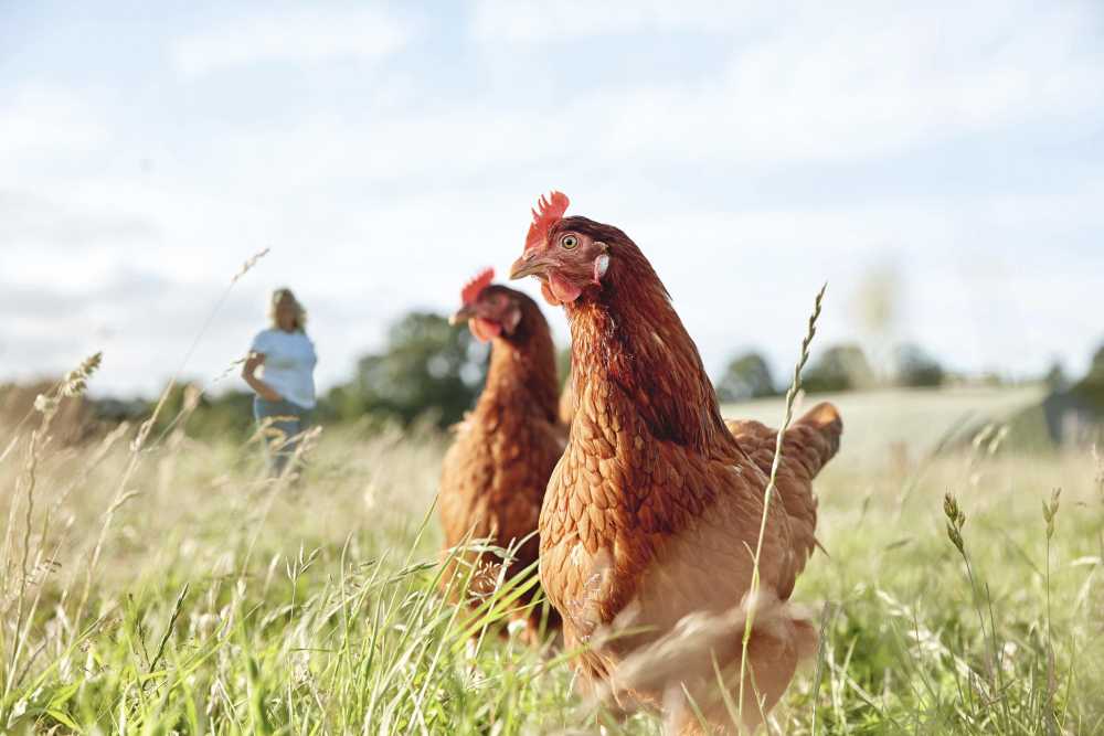 Waitrose named as supermarket with Europe's highest standards of animal welfare