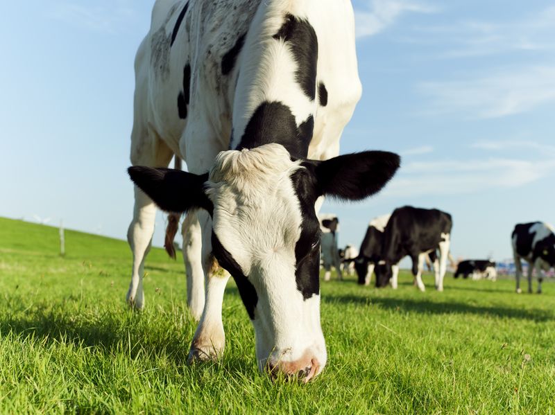 The farm allows dairy cows and their offspring "to live productive lives" (Stock photo)