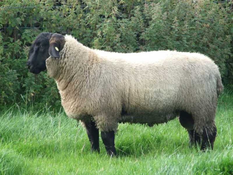 The sheep were of the Suffolk breed (Photo: J Gareth P)