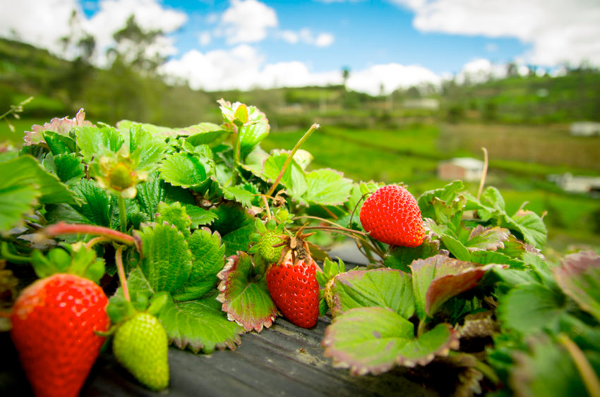 About 80,000 seasonal workers a year pick and process British fruit and veg