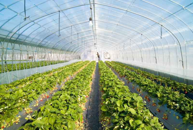 By using wireless sensors, greenhouses can be monitored from anywhere there is a cellular radio signal (Photo: Joi Ito)