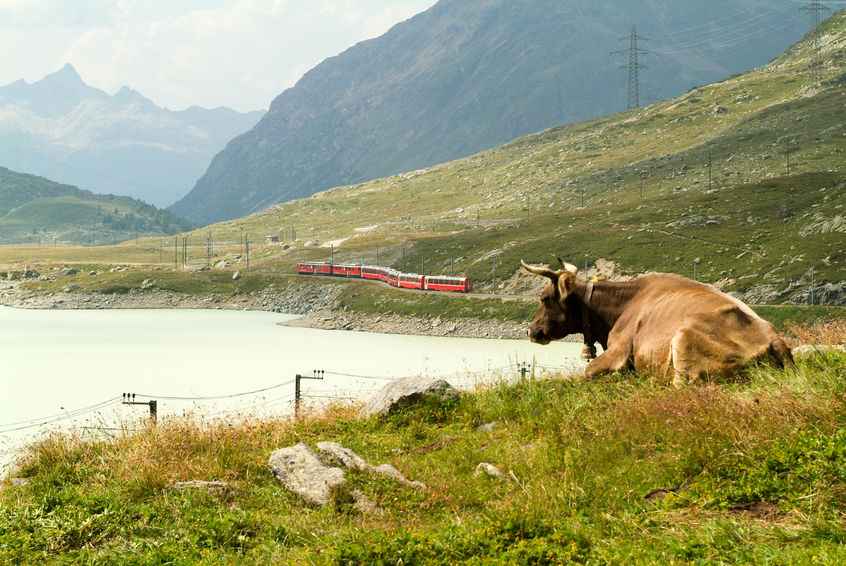 Highland farmer receives cow compensation from Network Rail following MSP’s intervention (Stock photo)