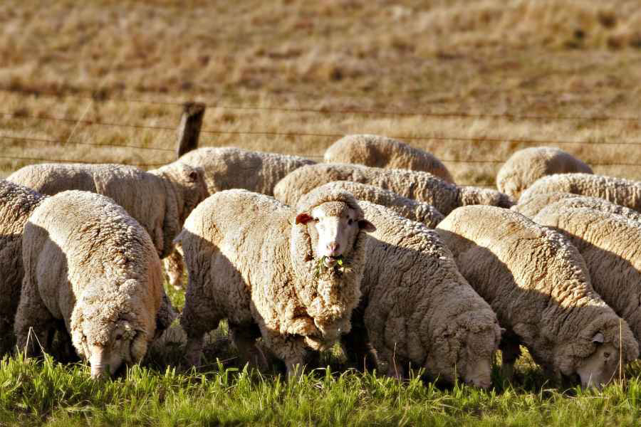 Scientists have bred a strain of Merino sheep carrying the human genetic mutation (Fir0002/flagstaffotos.com.au)