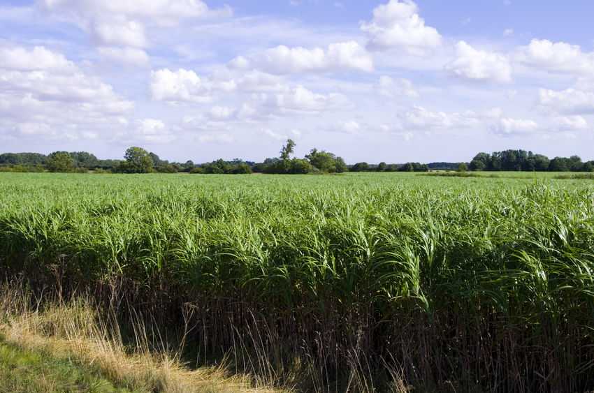 The report said growing energy crops is recommended