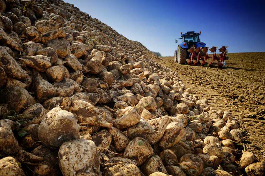 Sugar beet growers will receive a minimum price of £22.50 per tonne