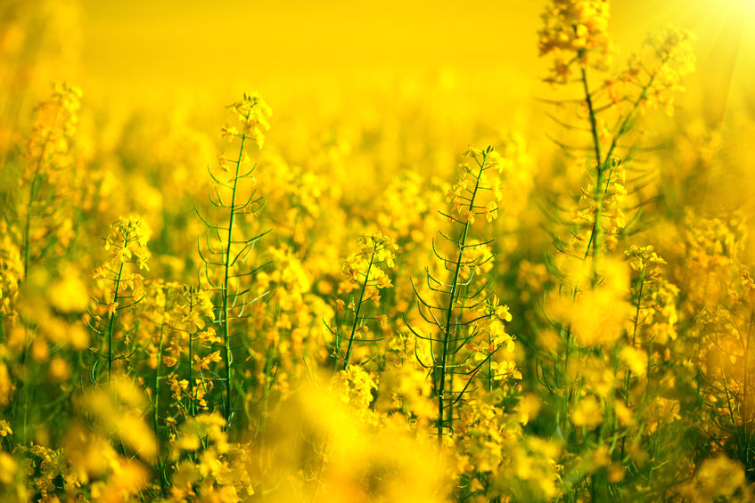 The East of England has reported a large drop in plantings of OSR