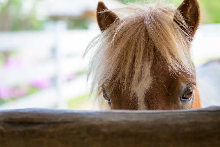 Tests carried out in Ireland in 2013 showed that meat in some products labelled as beef was in fact horsemeat