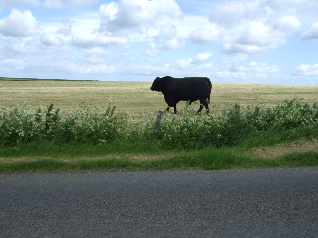 The dangers from bulls are obvious and well known... (Photo: Stanley Howe)