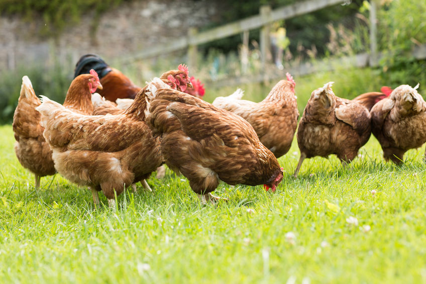 The hen had escaped from her enclosure and travelled across 10 acres of field – quite a dare devil