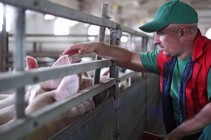 Farmers and livestock keepers are banned from feeding meat and kitchen waste to livestock (Stock photo)