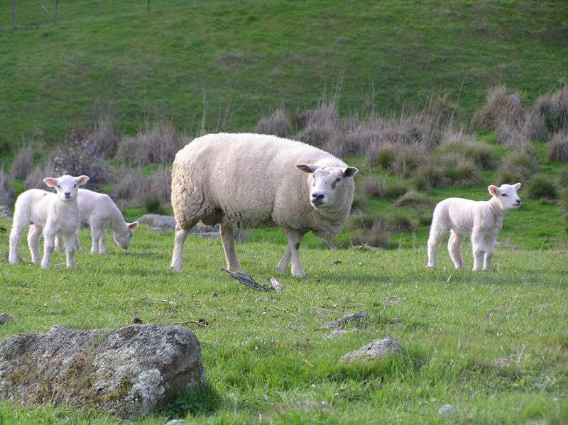 Ten Texel lambs were taken from the farm near Harrogate, North Yorkshire