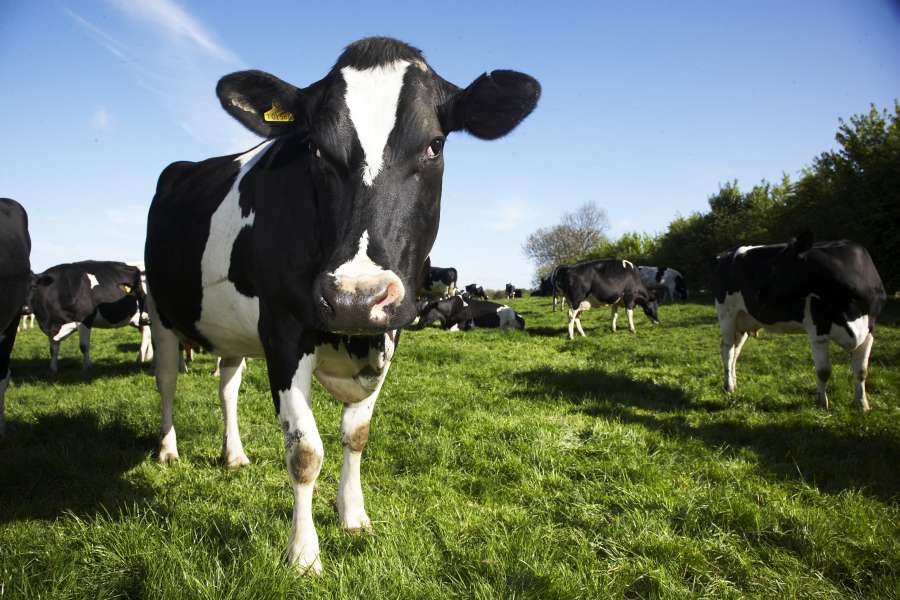 The dairy giant will increase its September milk price by one pence per litre (Photo: Dairy Crest)