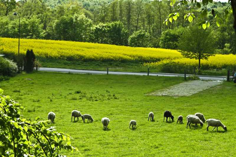 The police said some will be destined 'almost immediately' for the illegal meat trade